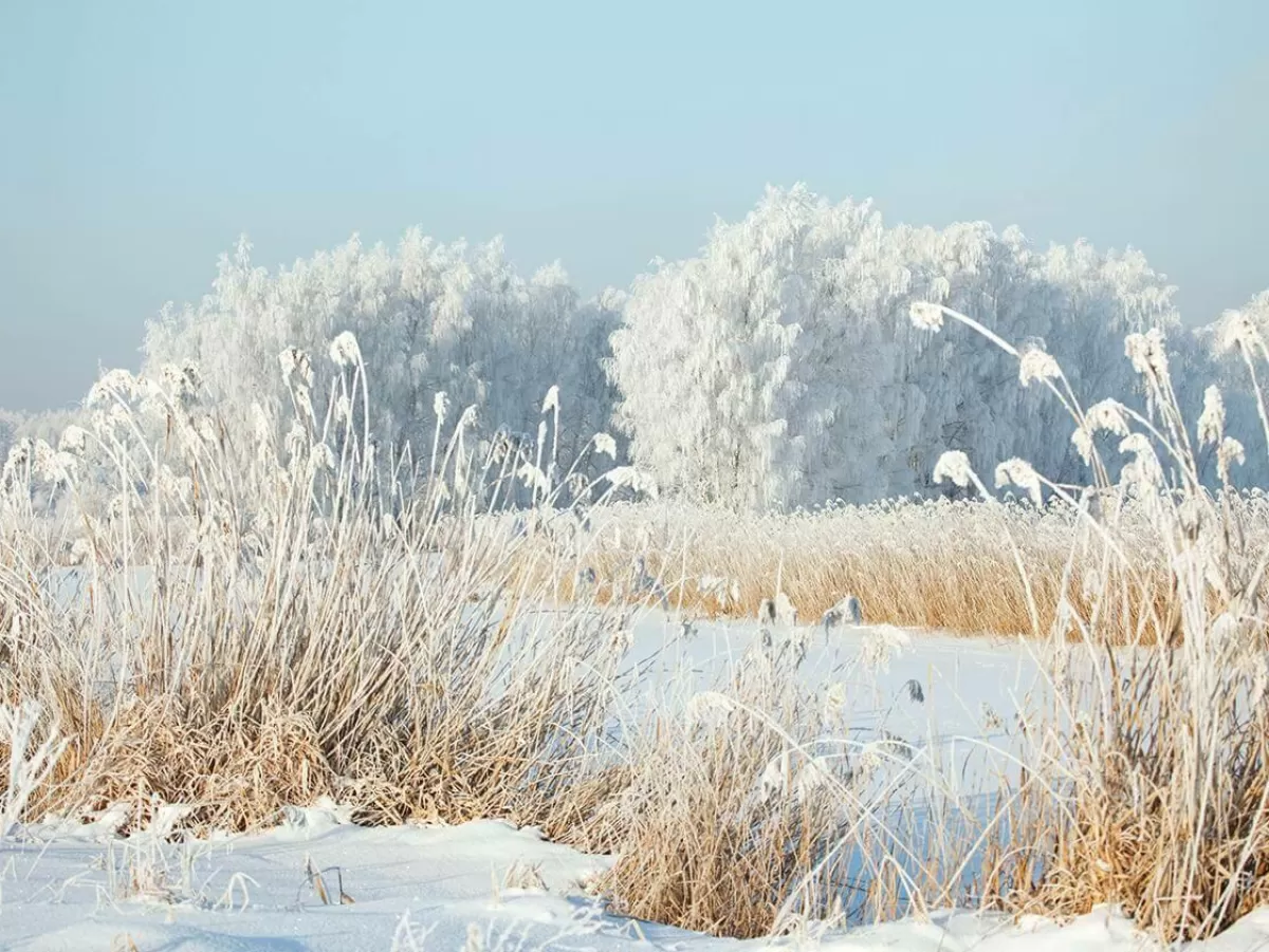 DecoWoerner XXL PVC Banner "Winter Reed" Made Of Flame Retardant Truck Tarpaulin 250 X 330 Cm